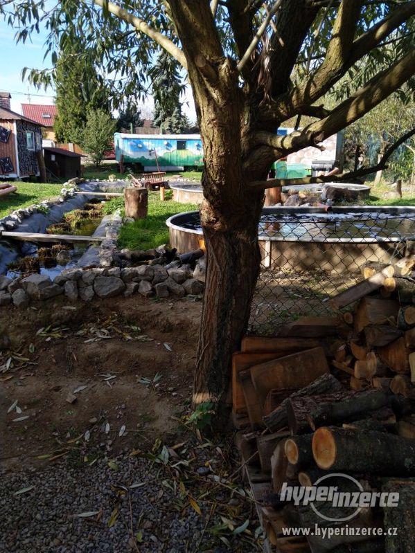 Násada AMUR a LÍN - foto 4