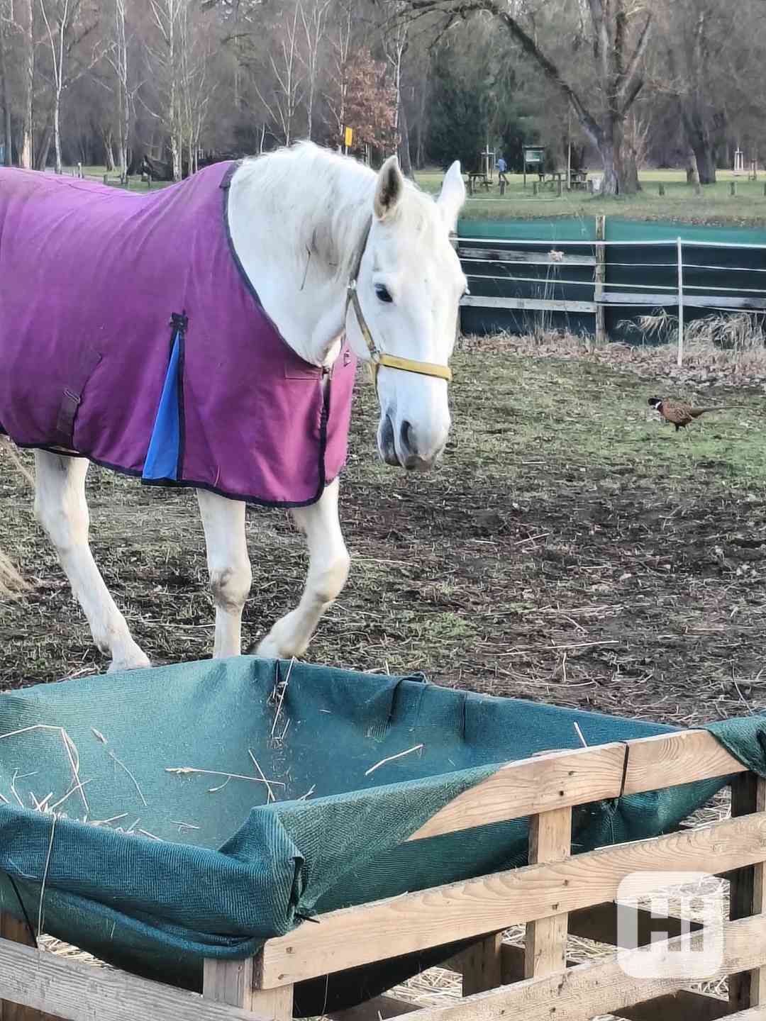 Ježdění na koni - foto 1