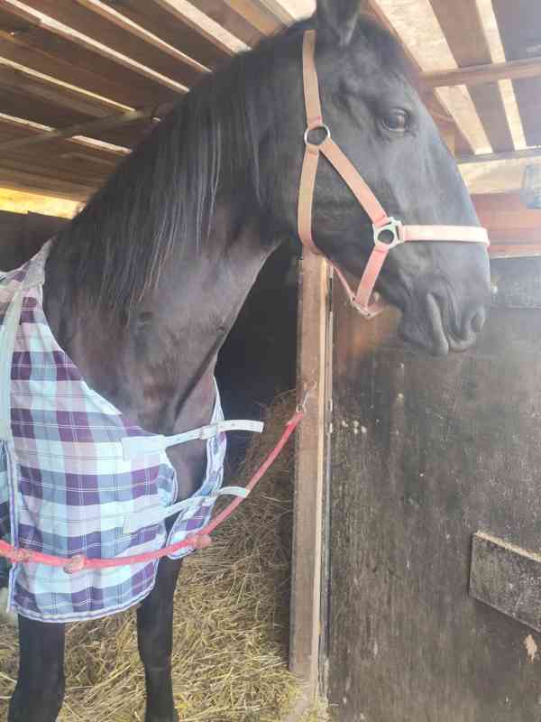 Ježdění na koni - foto 2