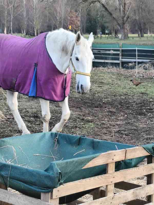 Ježdění na koni - foto 1