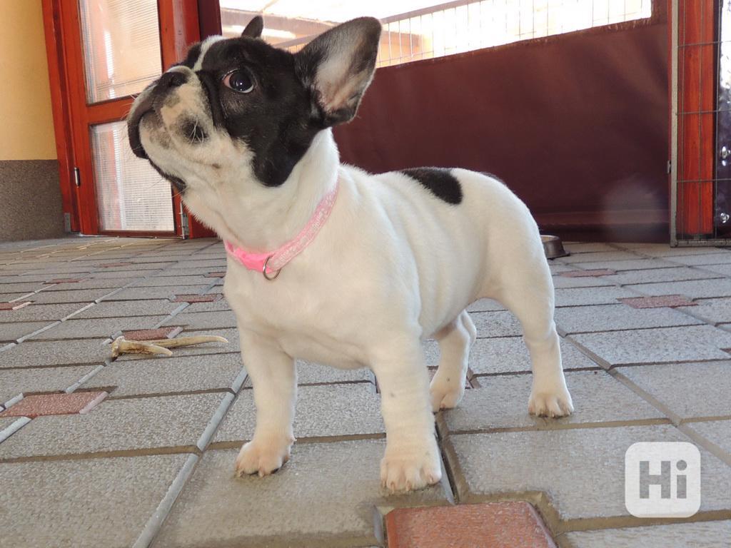 Francouzský buldoček s PP.FCI. - foto 1