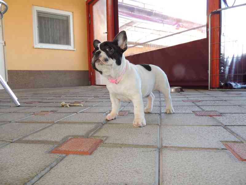 Francouzský buldoček s PP.FCI. - foto 5