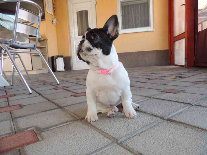 Francouzský buldoček s PP.FCI. - foto 7