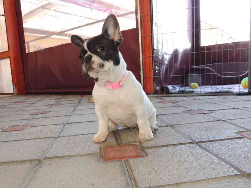 Francouzský buldoček s PP.FCI. - foto 6