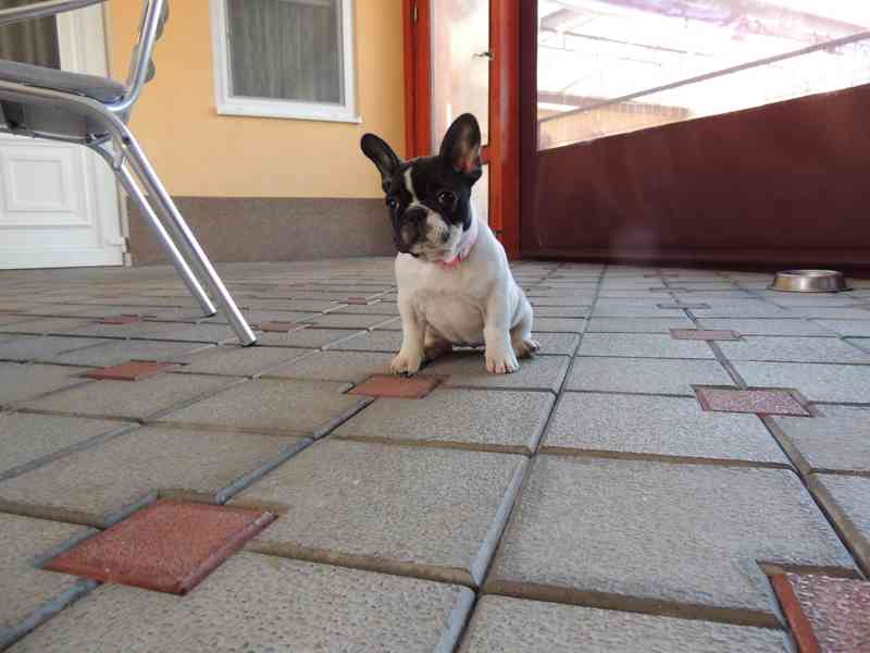 Francouzský buldoček s PP.FCI. - foto 2