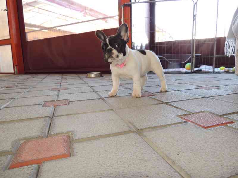 Francouzský buldoček s PP.FCI. - foto 3