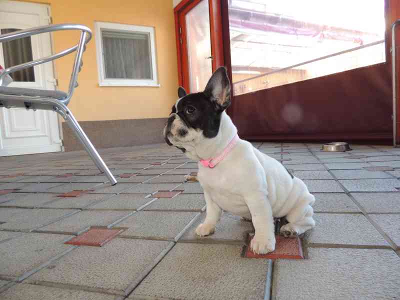 Francouzský buldoček s PP.FCI. - foto 4