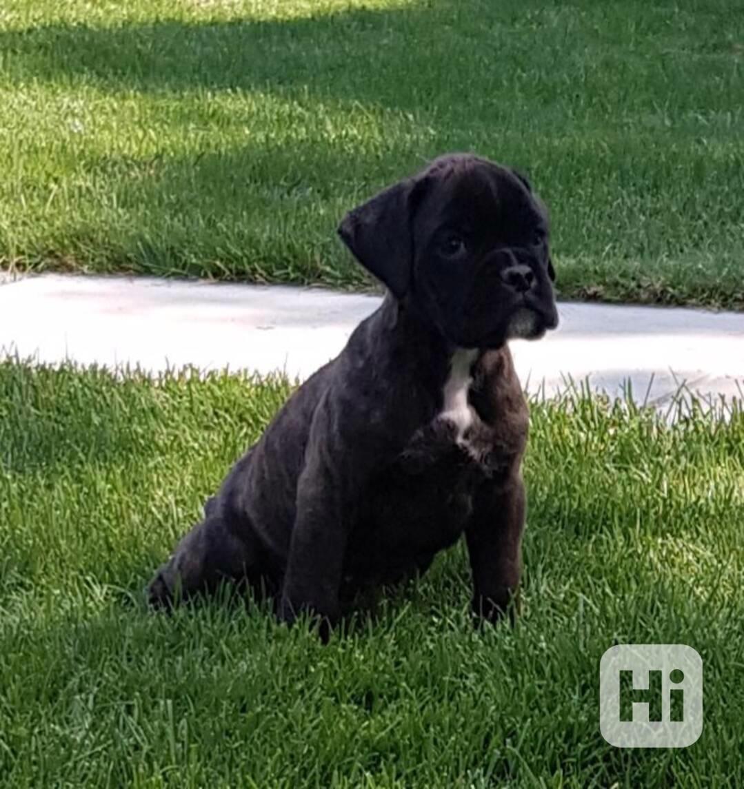 Nemecký boxer, šteniatka, krátky chvost  - foto 1