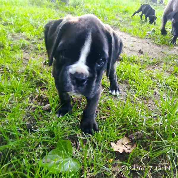 Nemecký boxer, šteniatka, krátky chvost  - foto 2