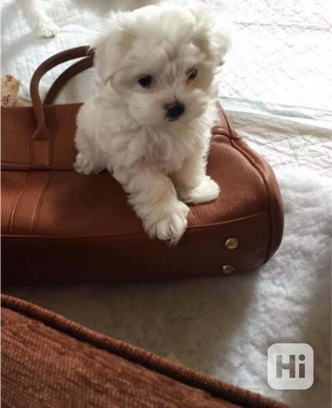 Rozkošný malý maltézský psík - foto 1