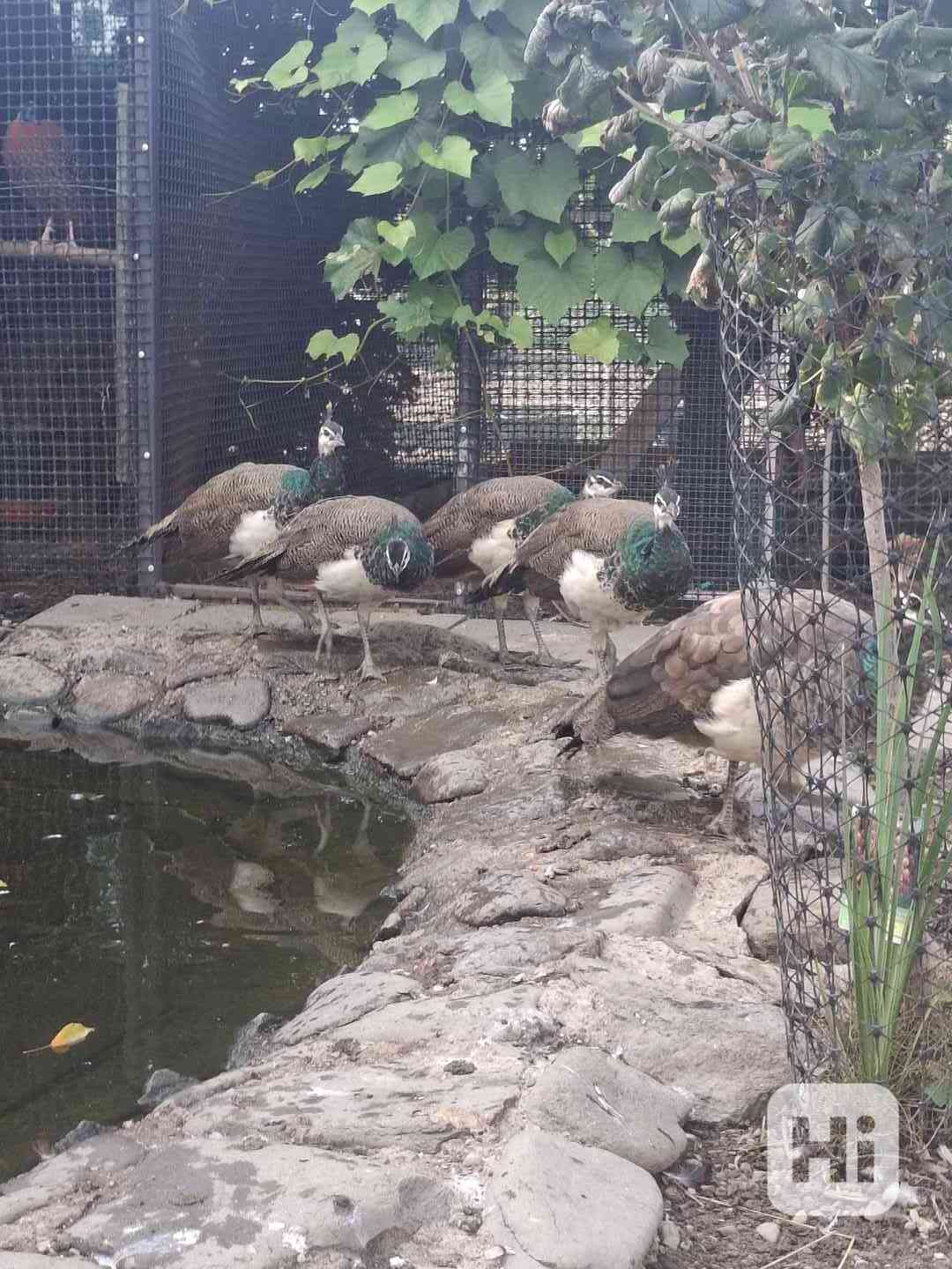 Letošní  Pávy  - foto 1
