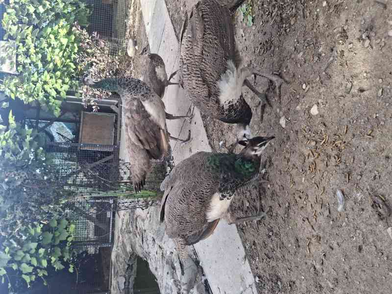 Letošní  Pávy  - foto 3