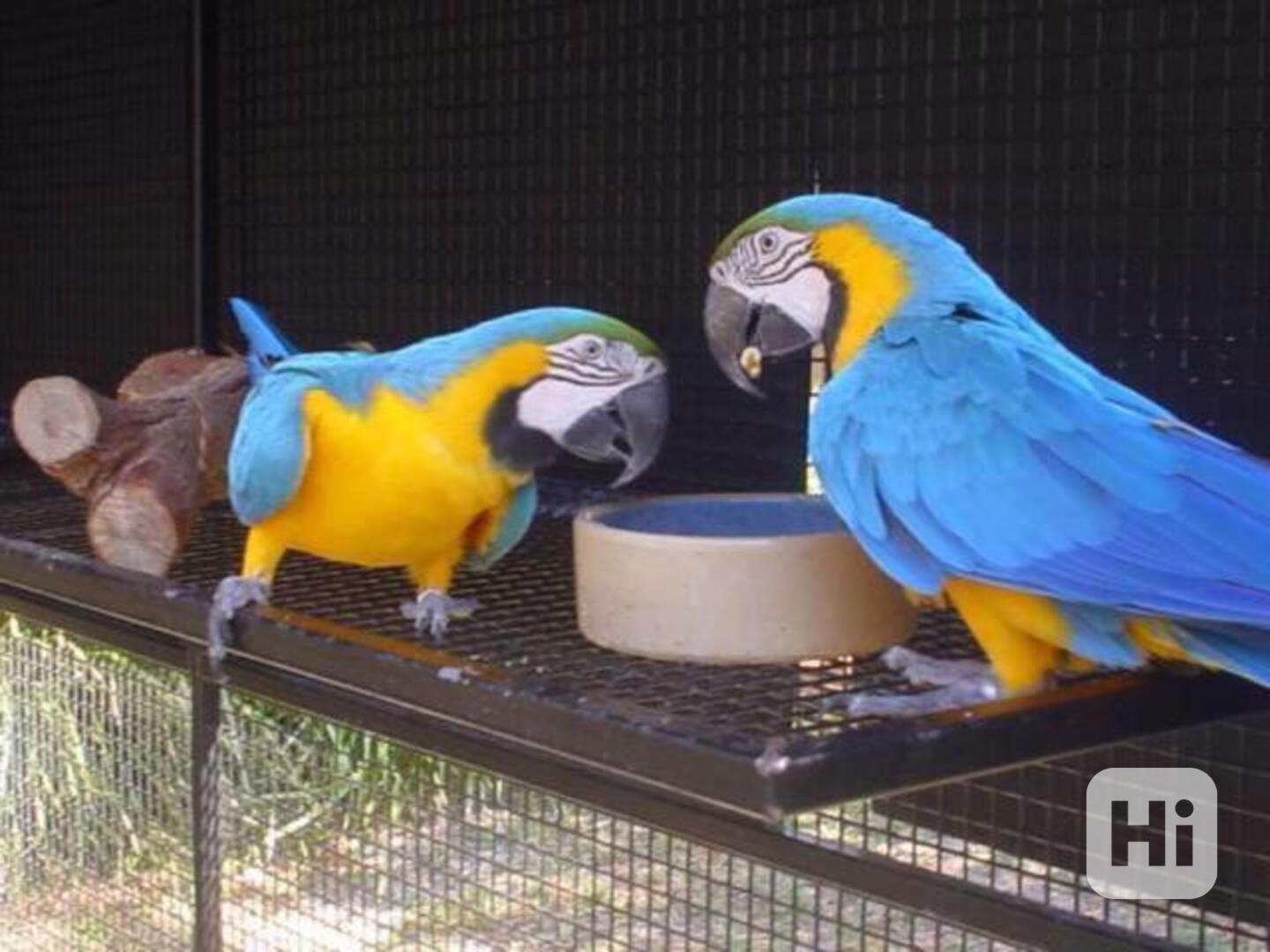 samce a samičku modrozlatý papoušek s klecí - foto 1
