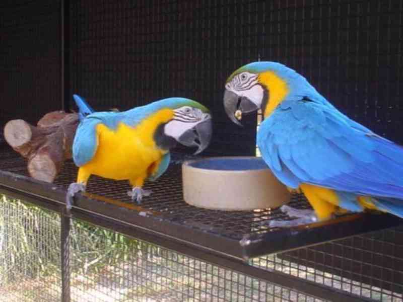 samce a samičku modrozlatý papoušek s klecí - foto 1