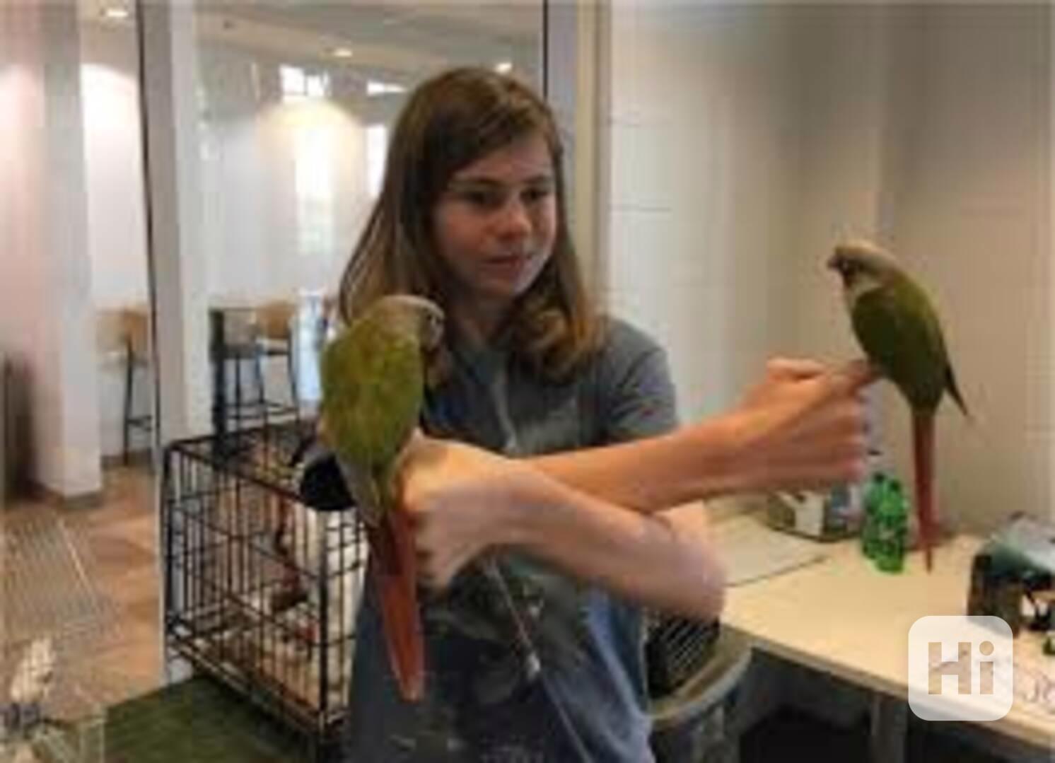 Quincy parrot for sale - foto 1