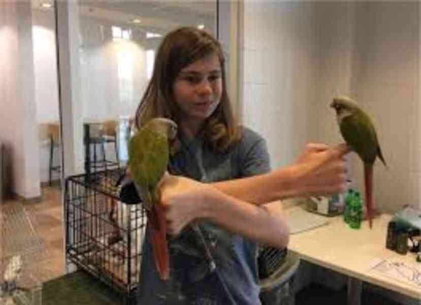 Quincy parrot for sale - foto 1