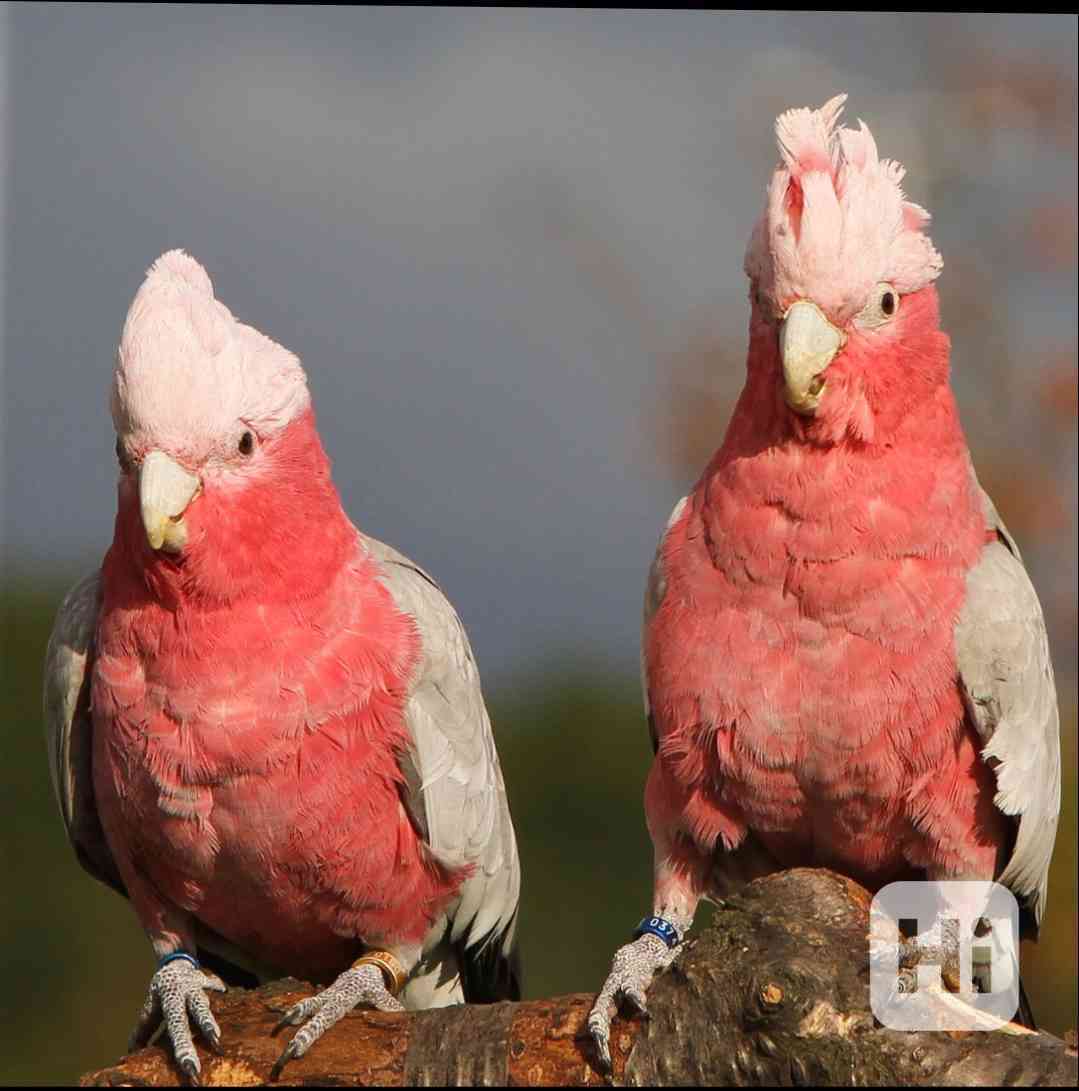 Mláďata kakadu růžového - foto 1