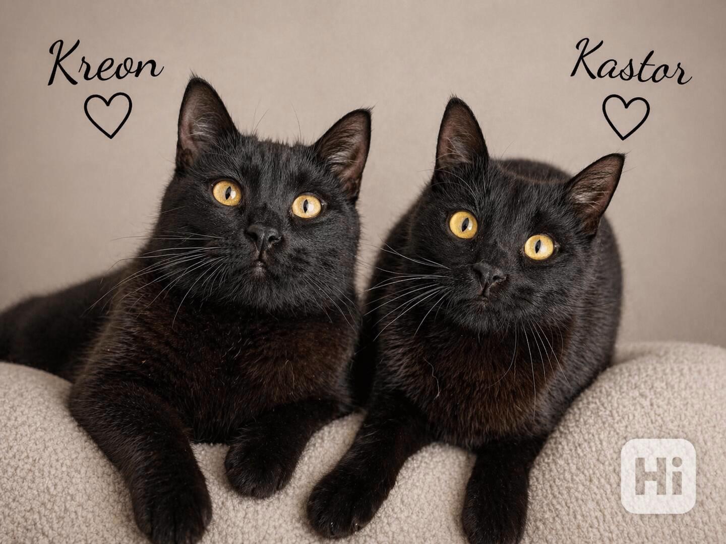 KASTOR a KREON - kastrovaní kocourci 10 měsíců  - foto 1