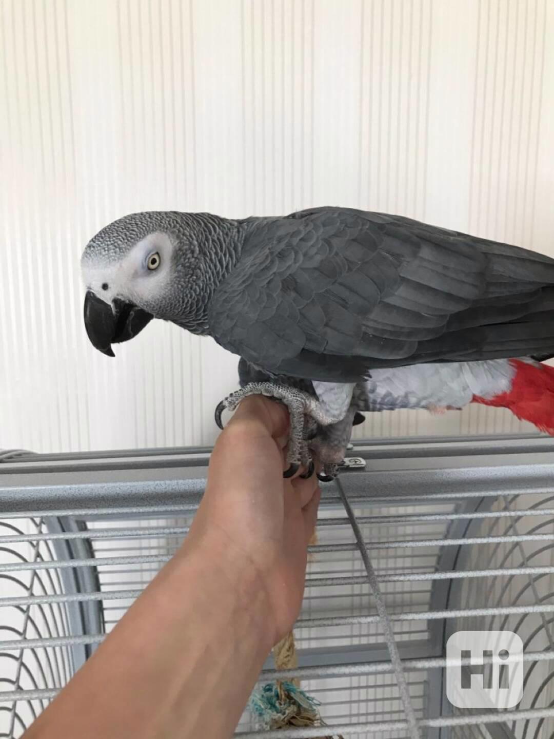 Pár afrických šedých papoušků - foto 1