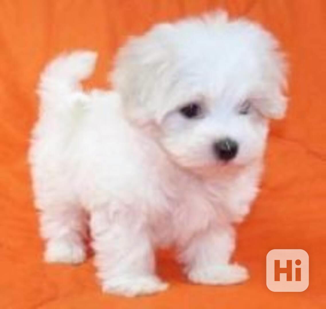 Dvě zdravá štěňata maltézského ovčáka k dispozici - foto 1