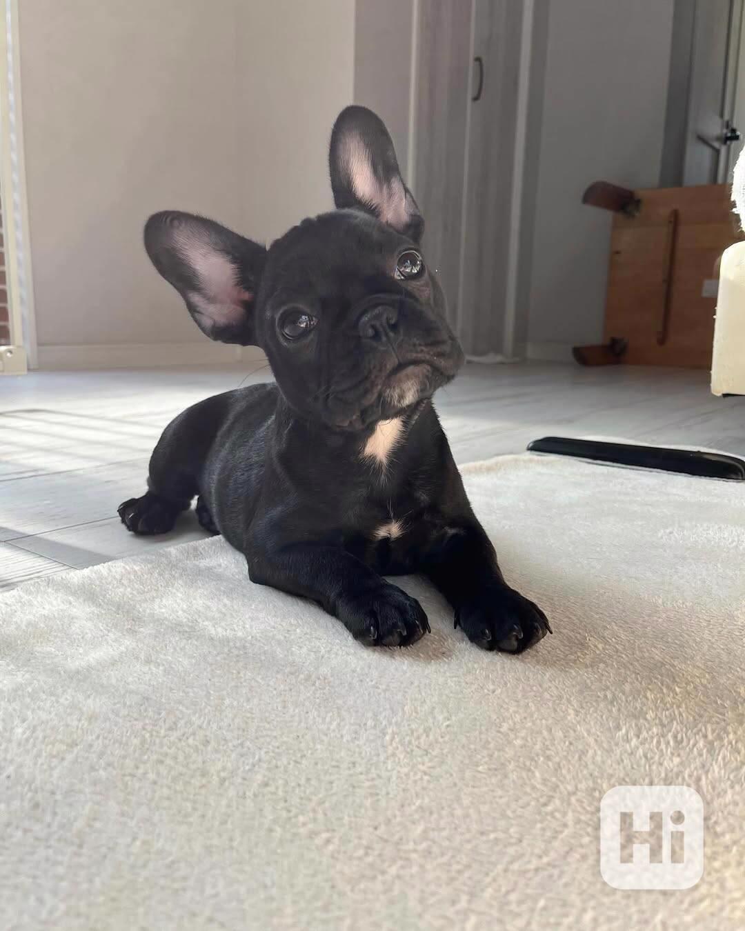 Francouzský buldoček - foto 1