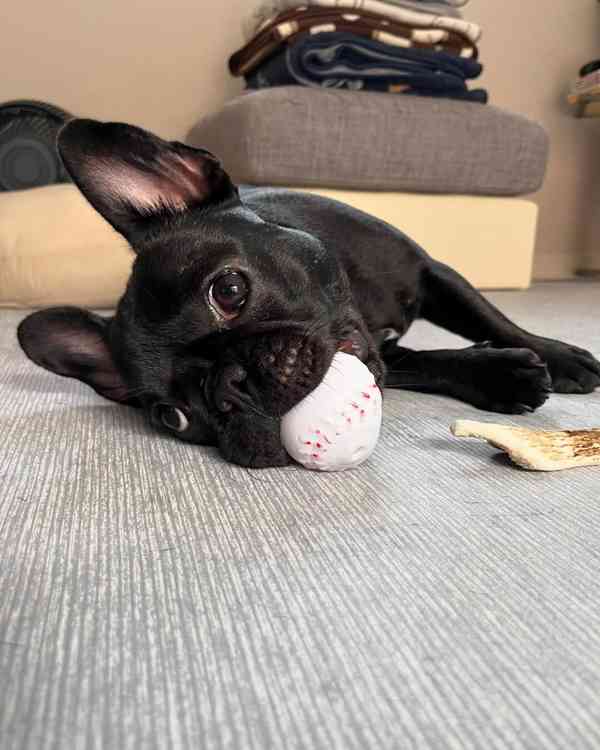 Francouzský buldoček - foto 2