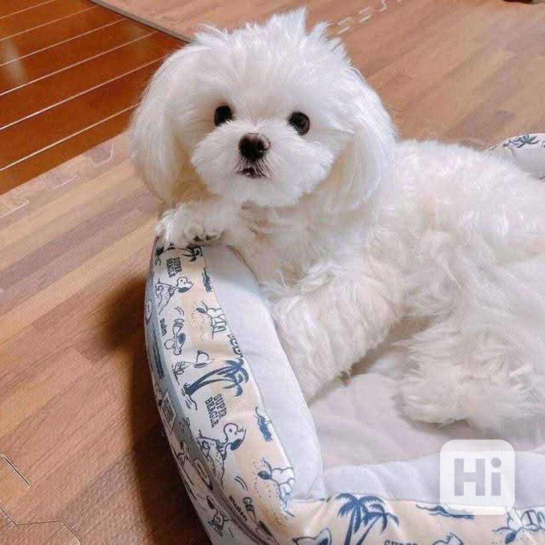 Maltézská mláďata jsou dnes připravena k novému domovu - foto 1