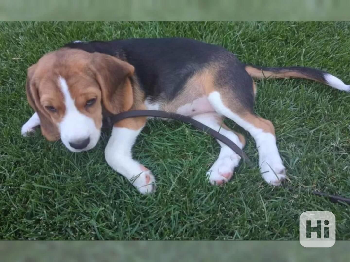 Štěně bígla - foto 1