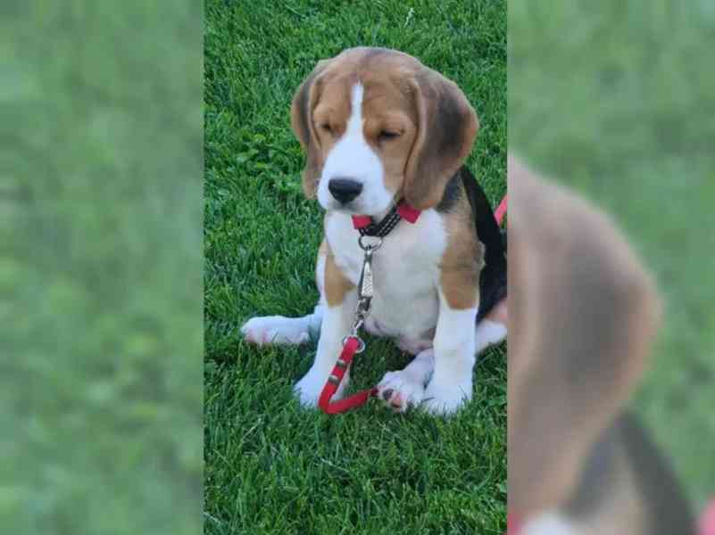 Štěně bígla - foto 2