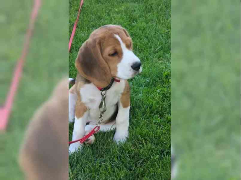 Štěně bígla - foto 3