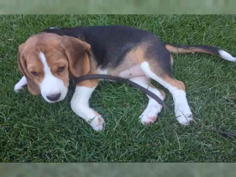 Štěně bígla - foto 1