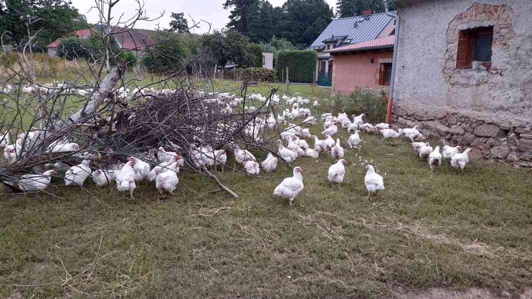 Prodej ze dvora - brojlerová kuřata a kachny pekingské - foto 1