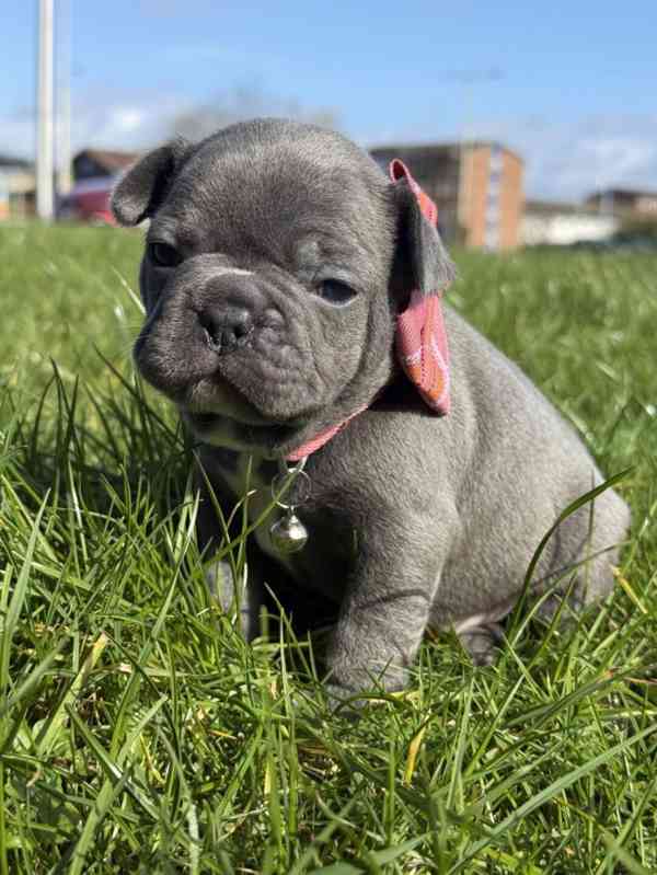 Krásná štěňata francouzského buldočka