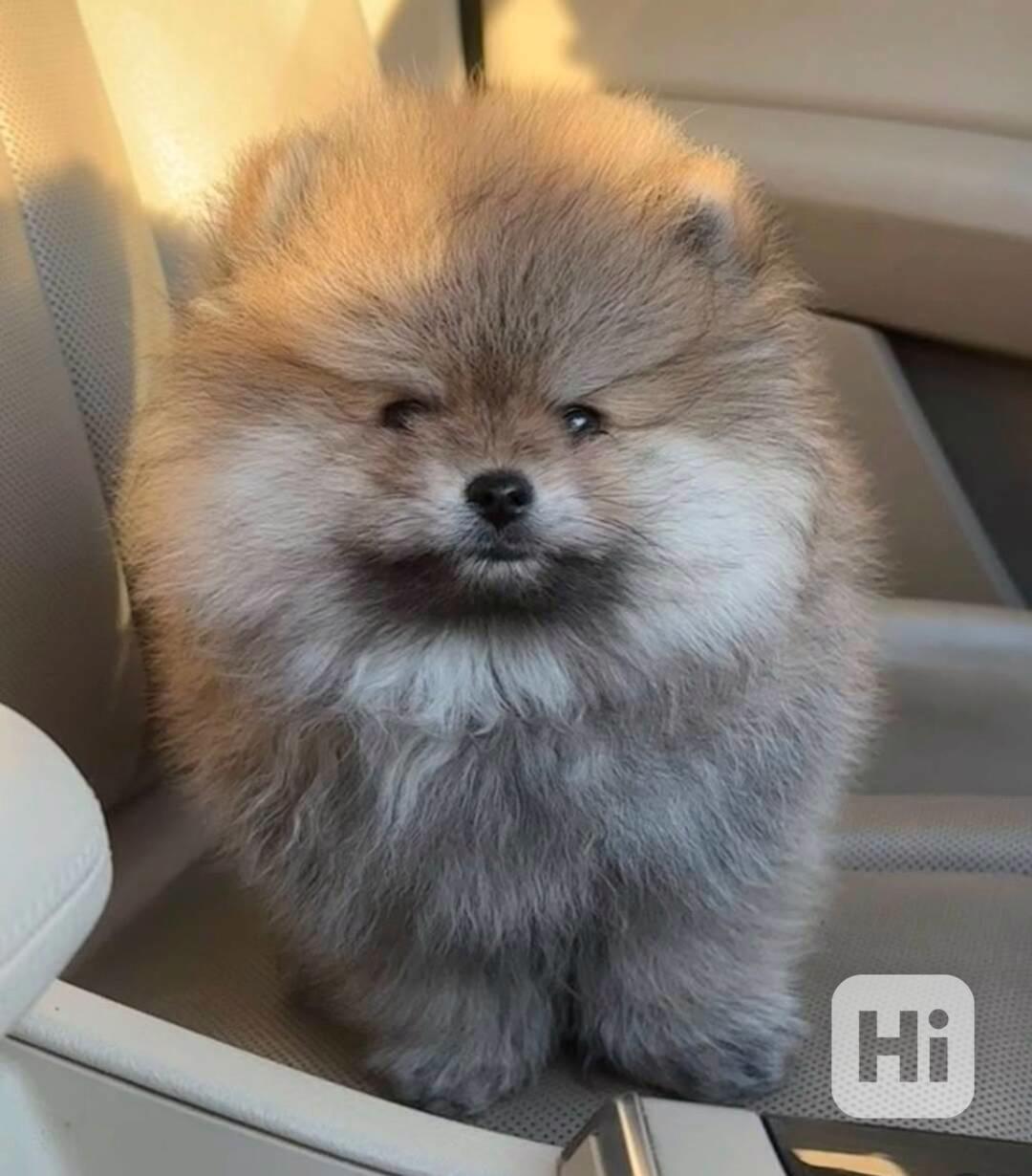 Prodáváme pomeraniana - foto 1