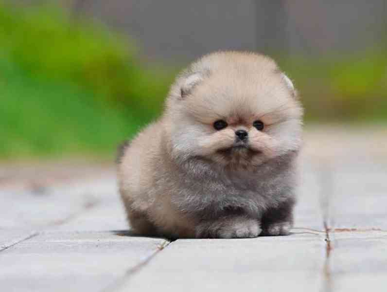 Prodáváme pomeraniana - foto 2