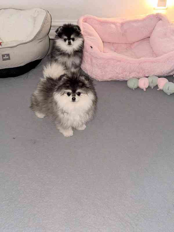 Prodáváme pomeraniana - foto 4
