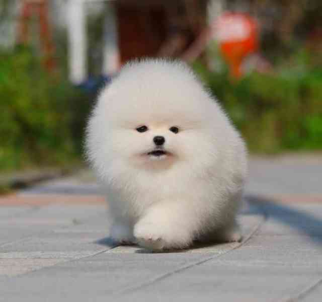 Prodáváme pomeraniana - foto 3