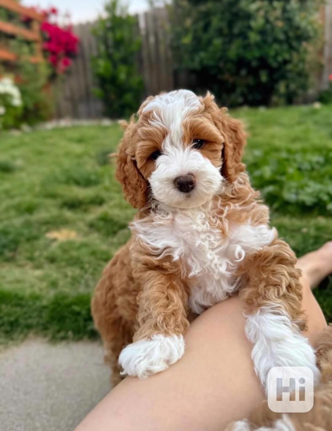 Krásná štěňátka cavapoo F1 jsou připravena - foto 1