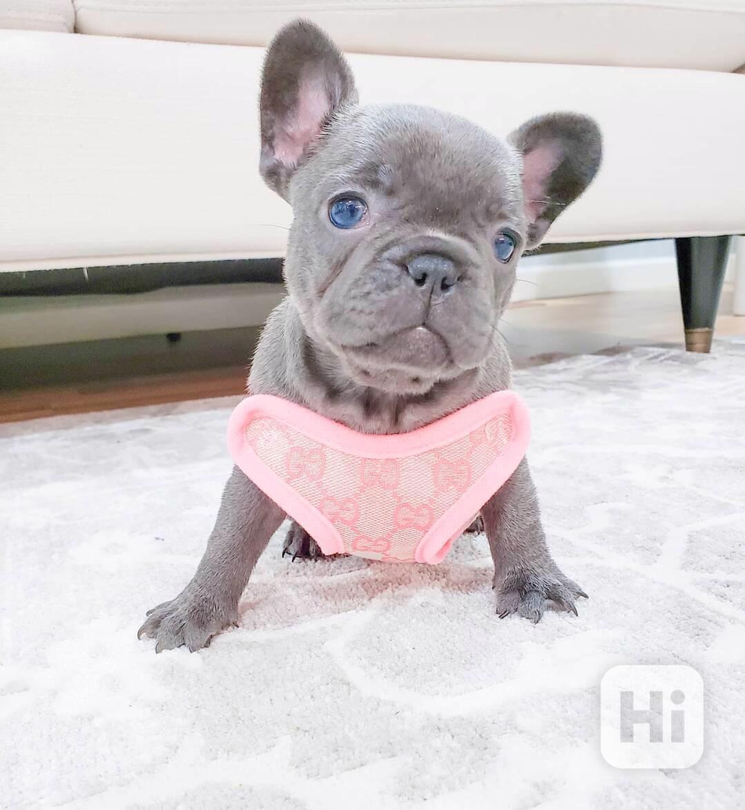 Kvalitní štěňata Francouzský buldoček k volné adopci!!! - foto 1