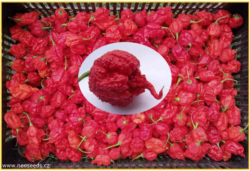 CHILLI CAROLINA REAPER - SEMENA - foto 1