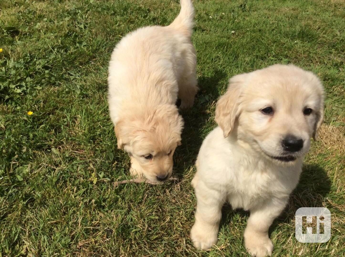 Dvě zdravá štěňata zlatého retrívra jsou k dispozici. - foto 1