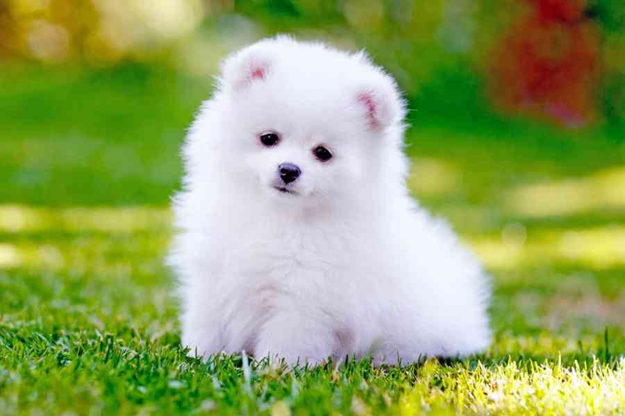 Pomeranian štěňata Čisté plemeno na prodej  - foto 1