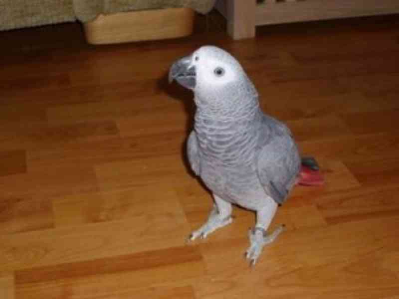 Zdravý africký papoušek šedý