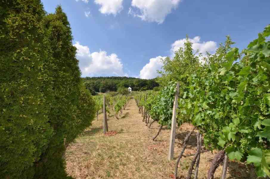 Dům s hospodářskými budovami, bazénem a vinicí ve Vinici/SK - foto 10