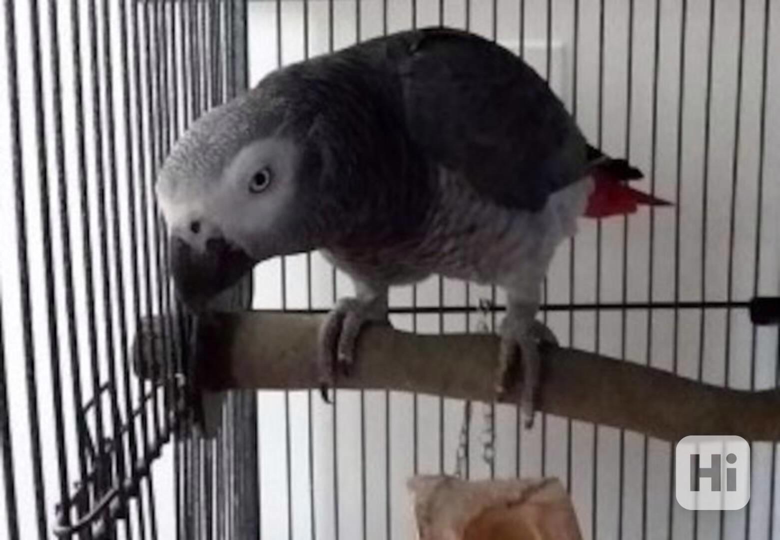 Papoušek šedý afroameričtí Kongo - foto 1