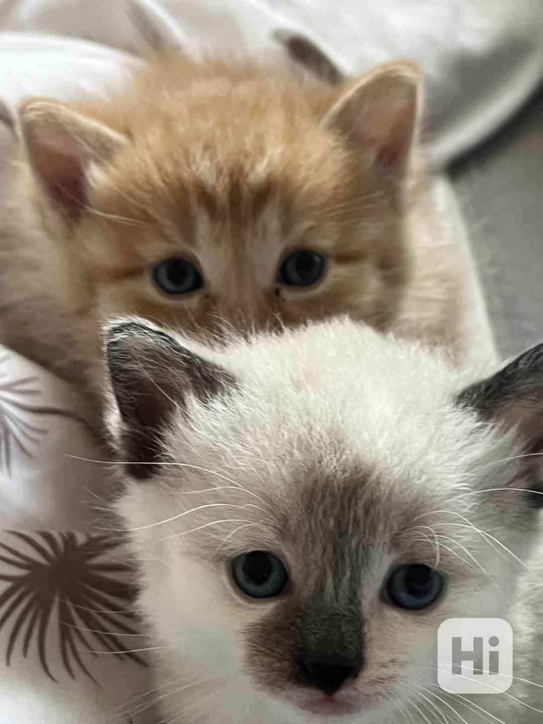 3 koťata typu Mainská mývalí, bez PP - foto 1