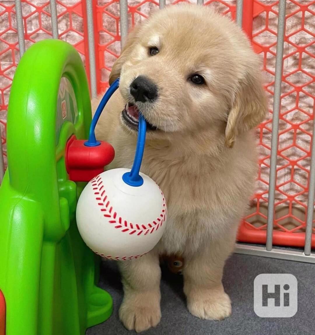 Štěňata zlatého retrívra k dispozici - foto 1