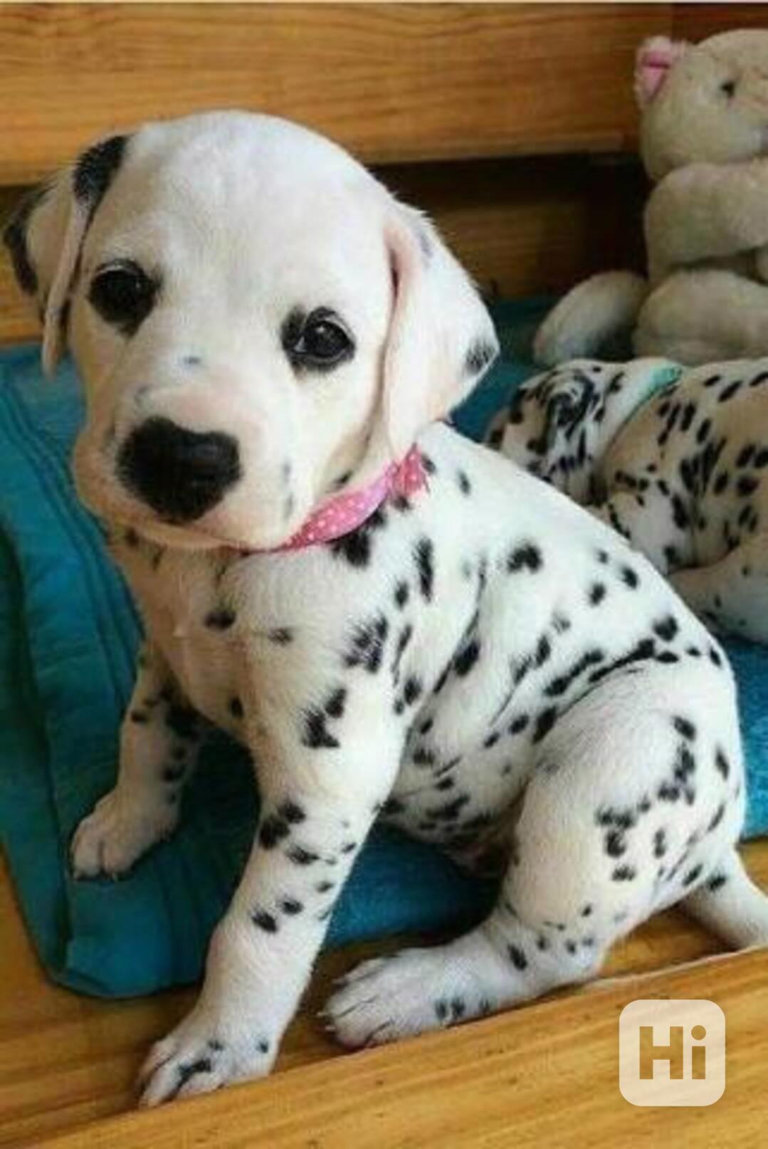 Roztomilá štěňátka dalmatina - foto 1