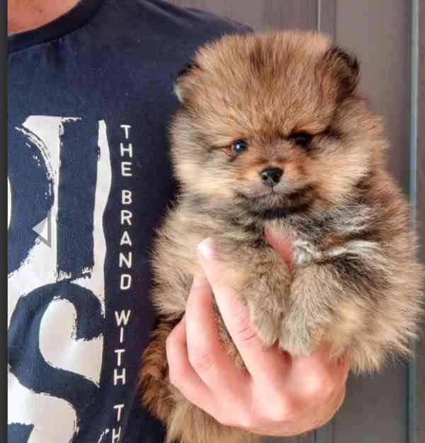 Pomeranian mini holčička  - foto 1