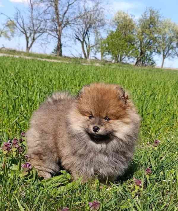 Pomeranian mini holčička  - foto 2